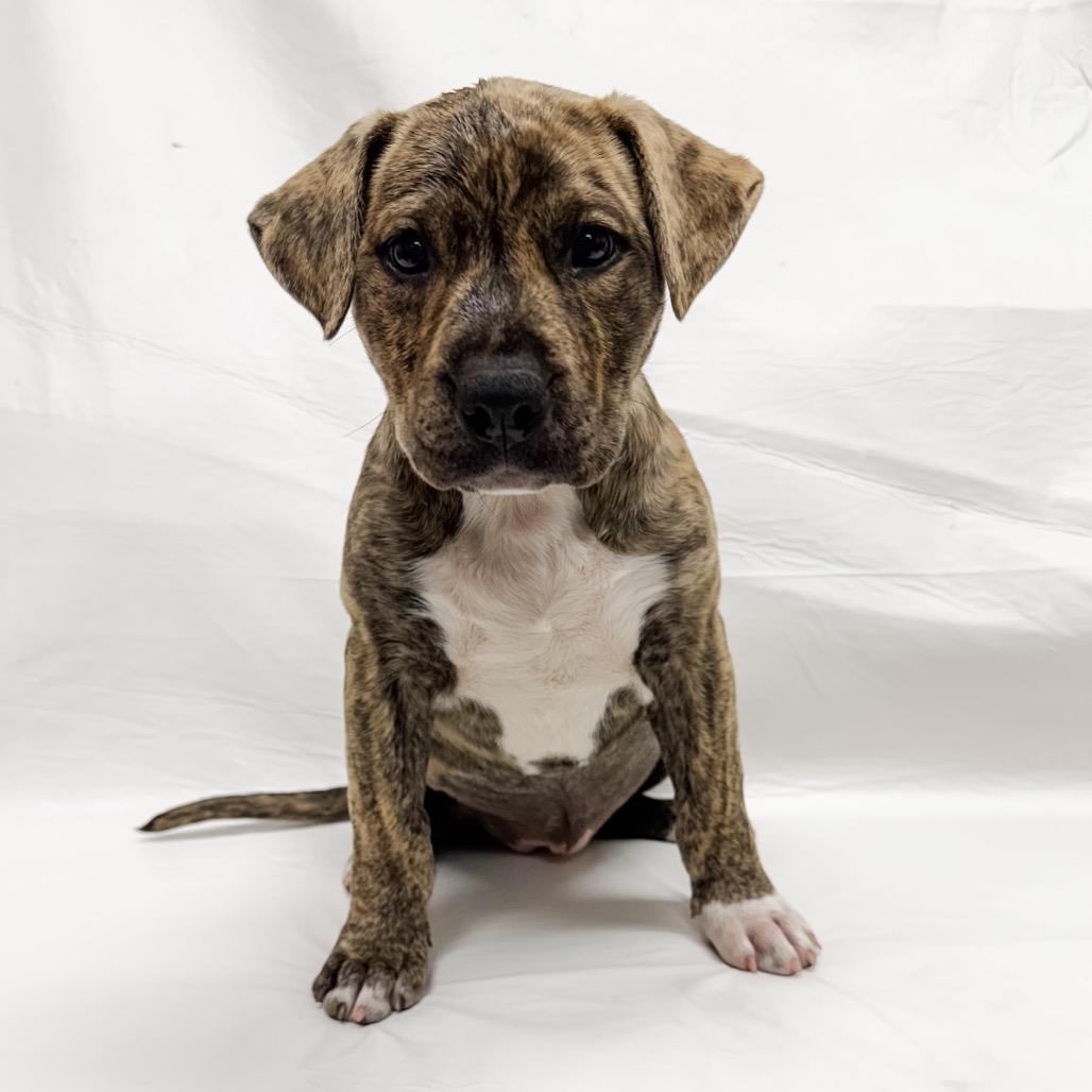 Enlarge 482 (2026) Tonka, a Adoptable mixed breed in Parker, CO image 4/6