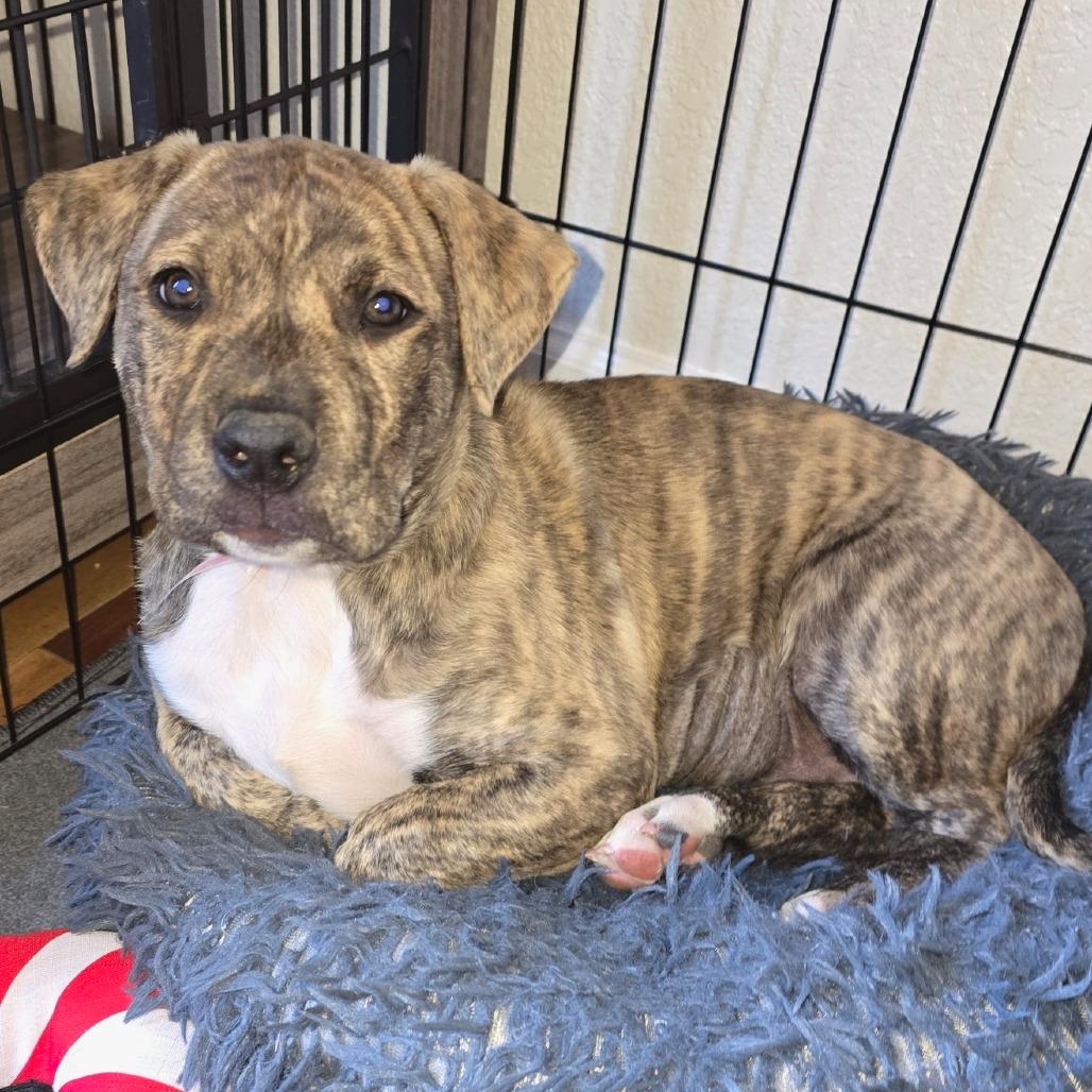 Enlarge 482 (2026) Tonka, a Adoptable mixed breed in Parker, CO image 5/6