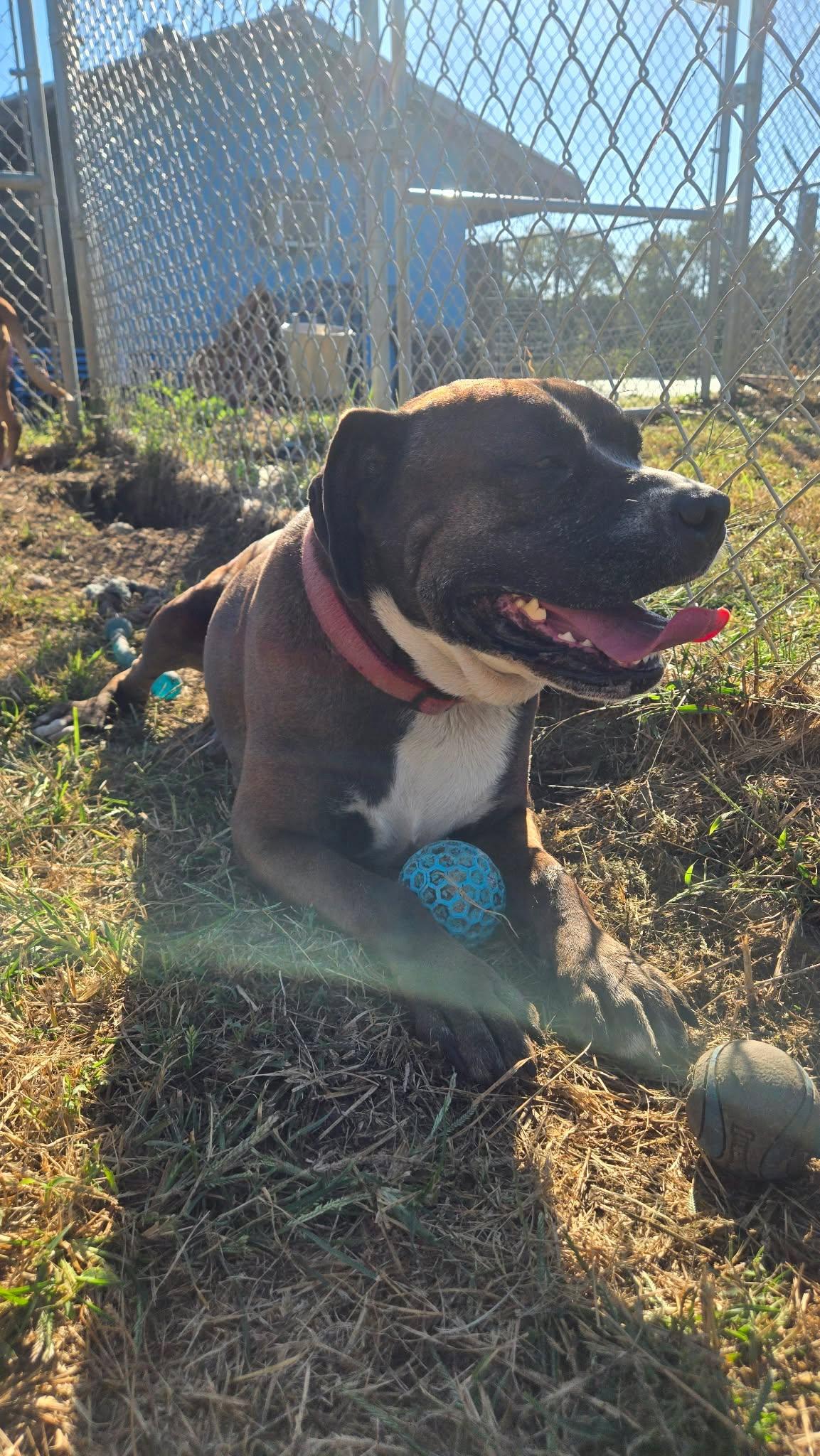Enlarge Zila, a Adoptable Mixed Breed in Windsor, MO image 3/6