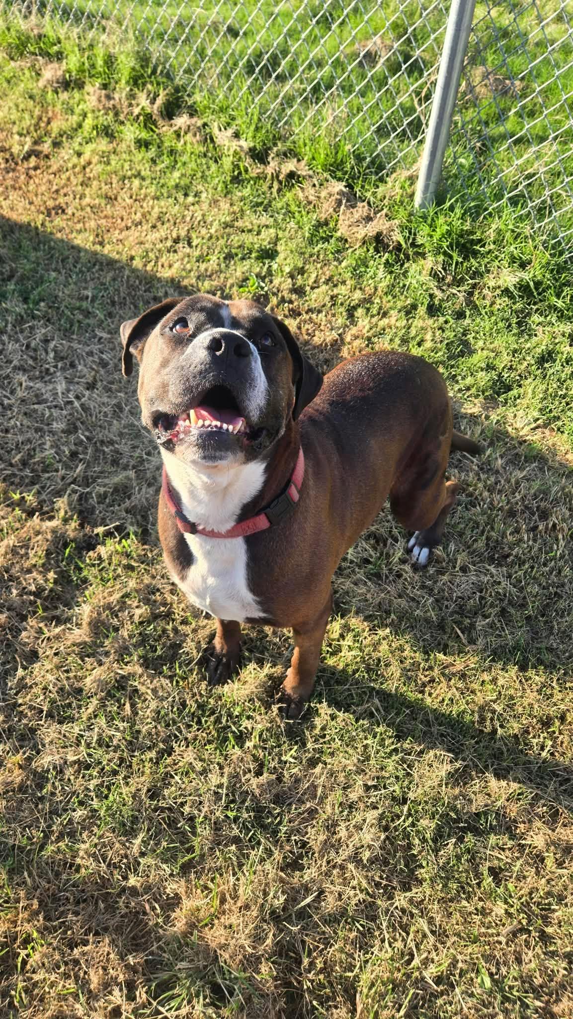 Enlarge Zila, a Adoptable Mixed Breed in Windsor, MO image 4/6