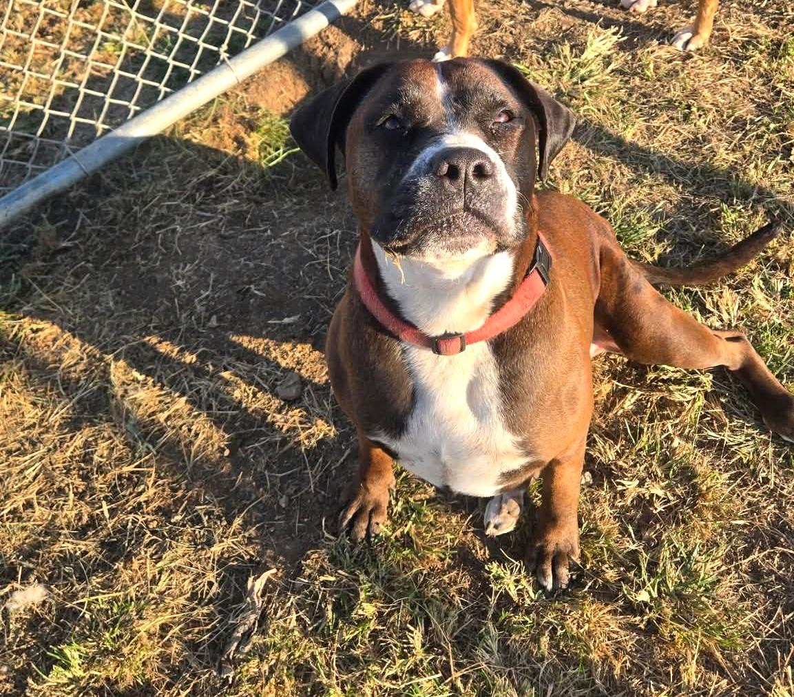 Enlarge Zila, a Adoptable Mixed Breed in Windsor, MO image 1/6
