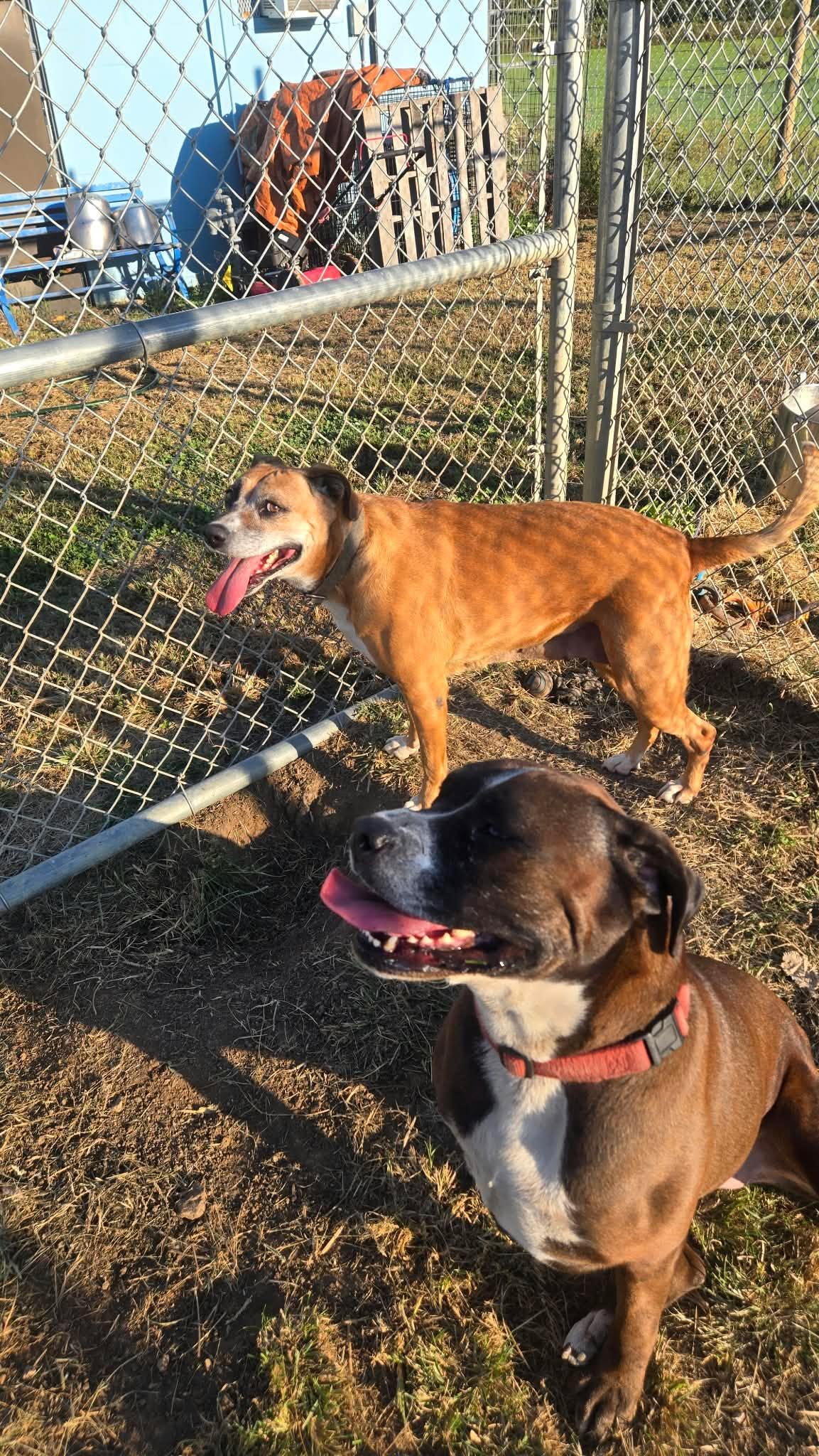 Enlarge Zila, a Adoptable Mixed Breed in Windsor, MO image 5/6