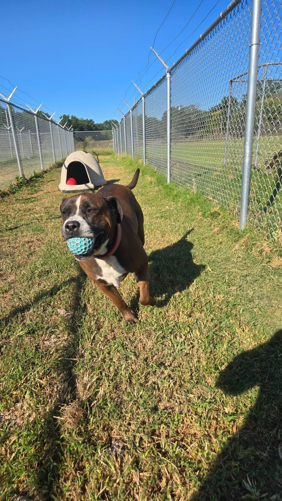 Enlarge Zila, a Adoptable Mixed Breed in Windsor, MO image 2/6