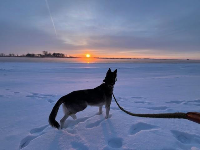 Enlarge Luka, an adopted mixed breed in Grosse Ile, MI image 3/3
