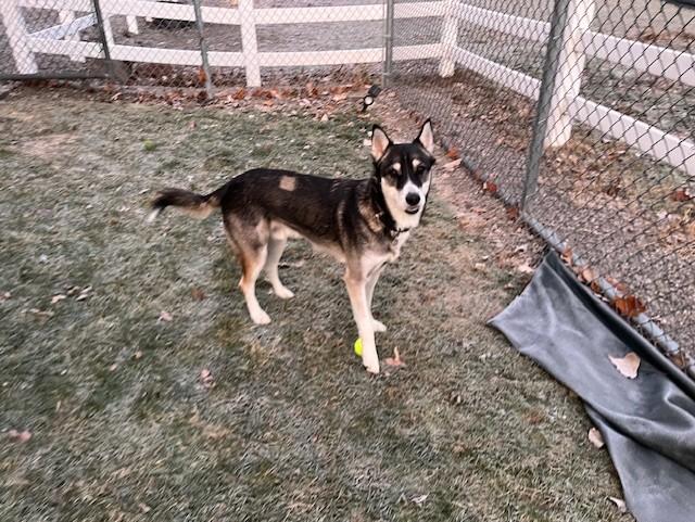 Enlarge Miles, a ADOPTABLE mixed breed in Grosse Ile, MI image 3/5