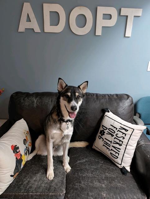 Enlarge Miles, a ADOPTABLE mixed breed in Grosse Ile, MI image 5/5