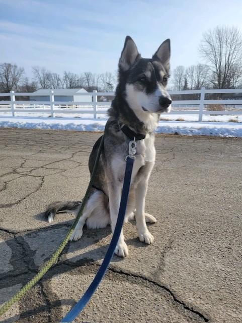 Enlarge Luka, an adopted mixed breed in Grosse Ile, MI image 2/3