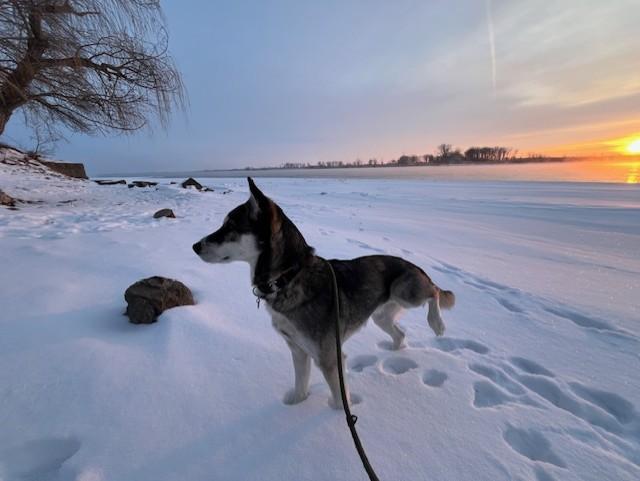 Enlarge Luka, an adopted mixed breed in Grosse Ile, MI image 1/3
