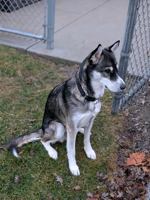 Enlarge Miles, a ADOPTABLE mixed breed in Grosse Ile, MI image 2/5
