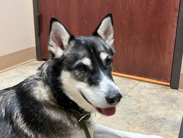 Miles, ADOPTABLE, Adult Male German Shepherd Dog & Husky.