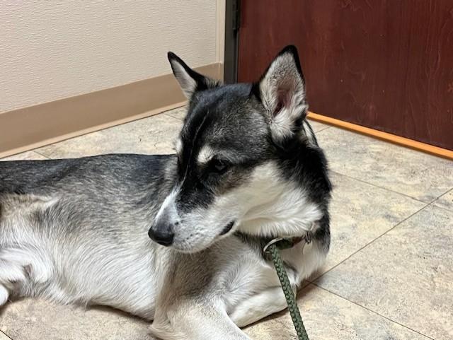 Enlarge Miles, a ADOPTABLE mixed breed in Grosse Ile, MI image 4/5