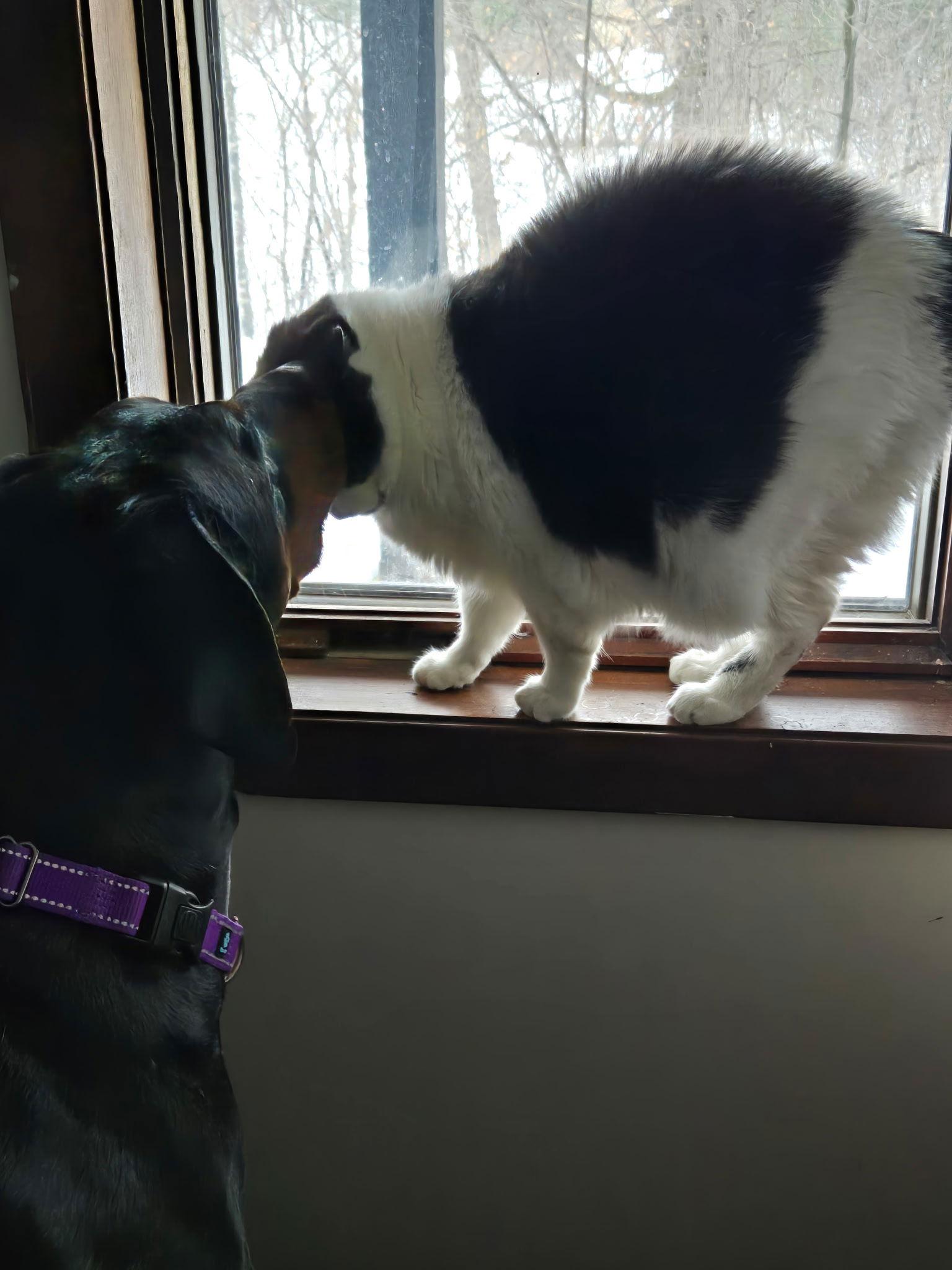 Loki, Adoptable, Young Male Doberman Pinscher.