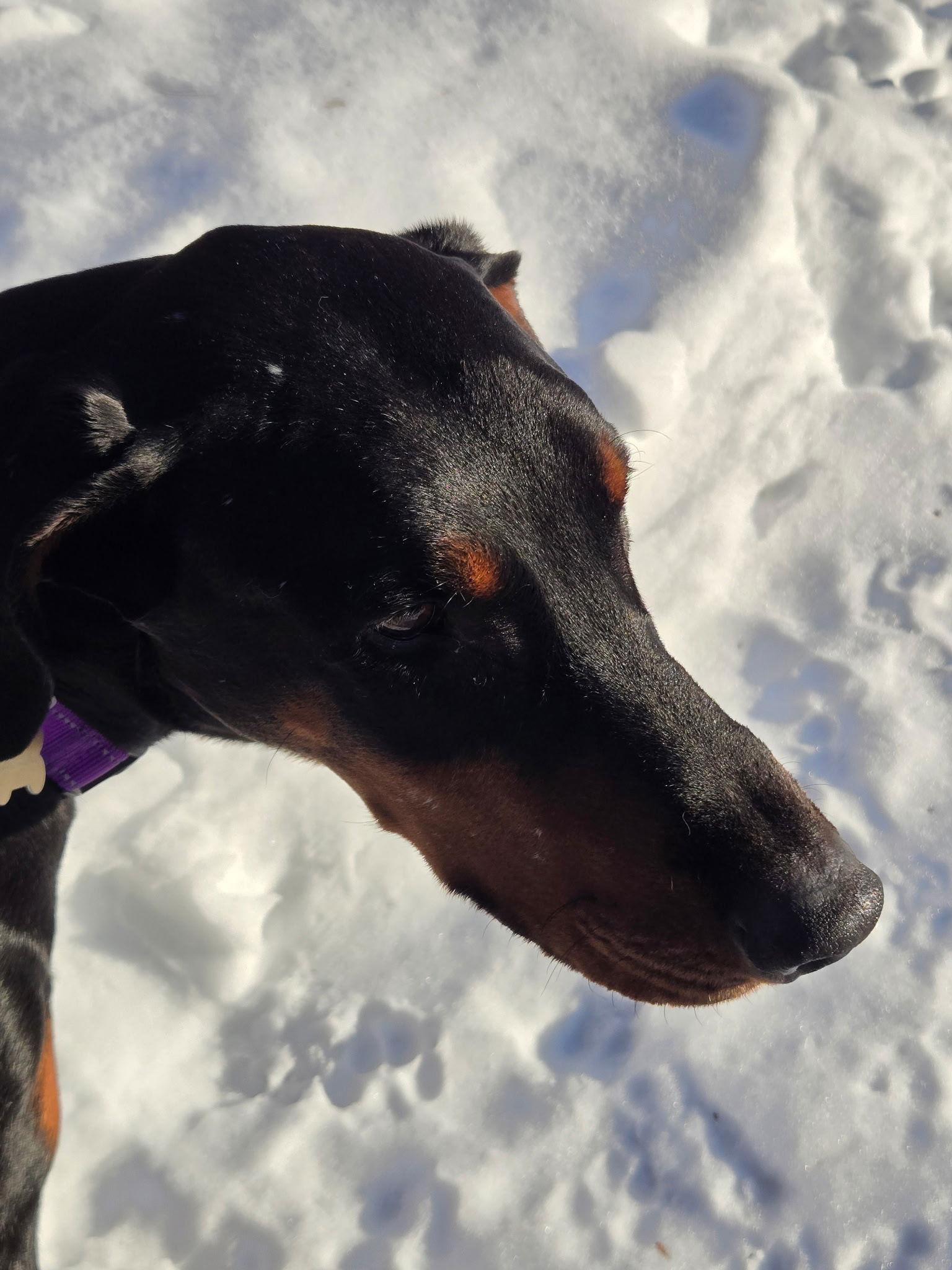 Enlarge Loki, a Adoptable Doberman Pinscher in Minneapolis, MN image 2/3