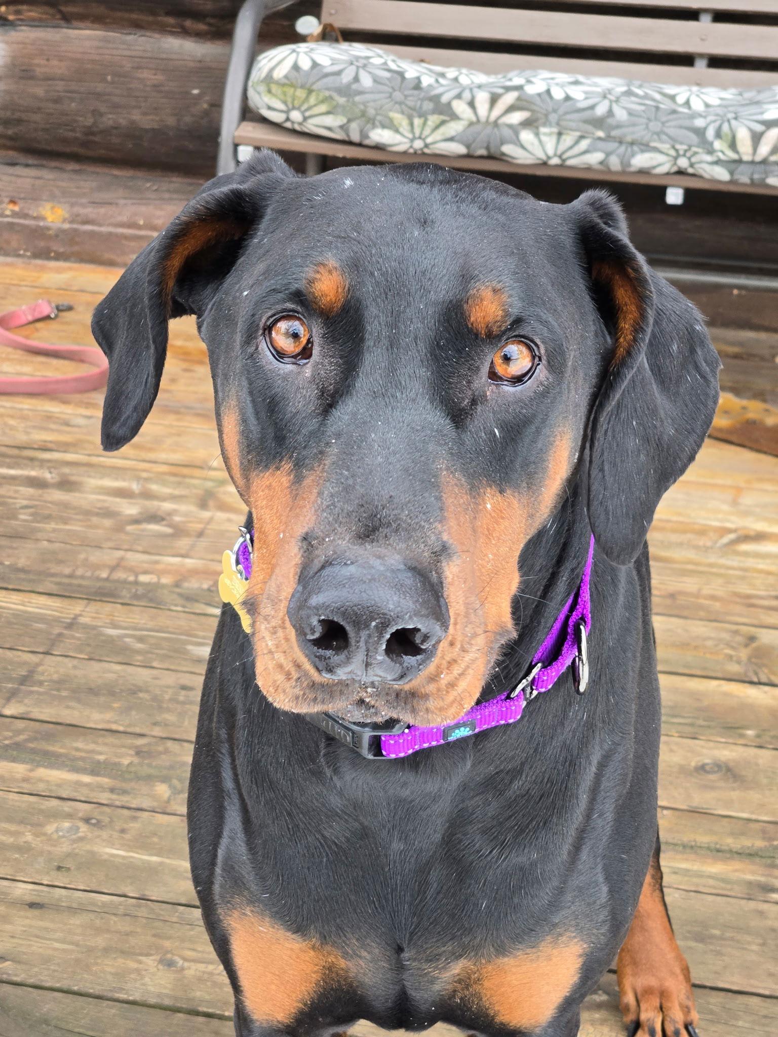 Enlarge Loki, a Adoptable Doberman Pinscher in Minneapolis, MN image 3/3