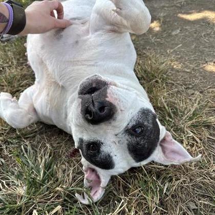 Diamond — thumbnail 4