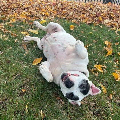 Diamond — thumbnail 5