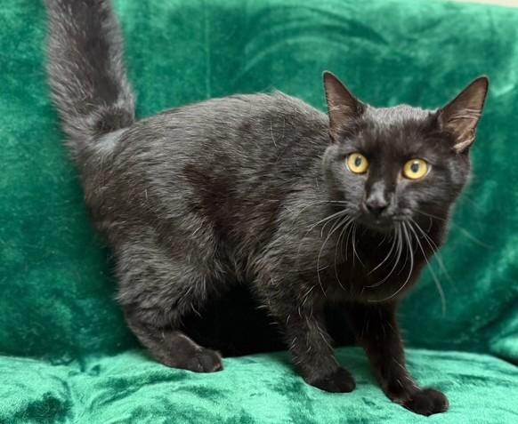 Baby Kitty, ADOPTABLE, Young Female Domestic Short Hair.