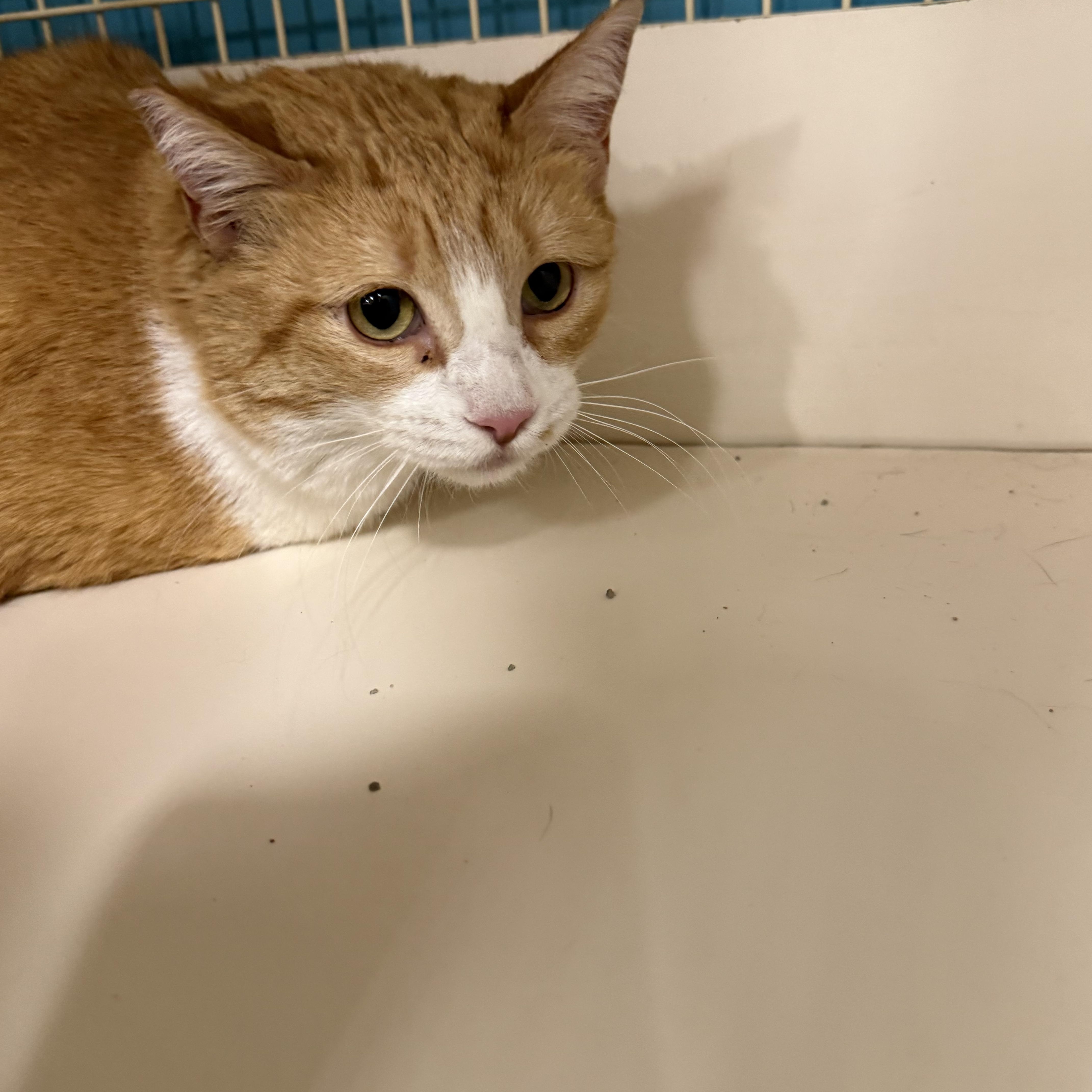 Snazzy Pants, ADOPTABLE, Adult Female Tabby.