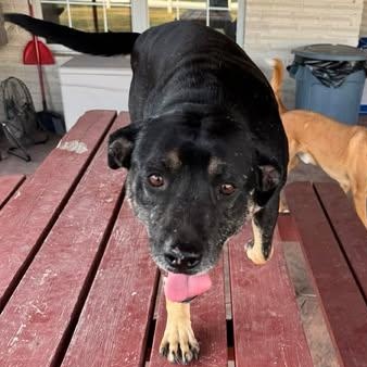 Enlarge LUCKY, a Adoptable mixed breed in Blaine, WA image 5/5