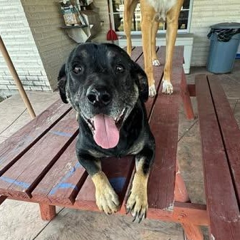 Enlarge LUCKY, a Adoptable mixed breed in Blaine, WA image 4/5
