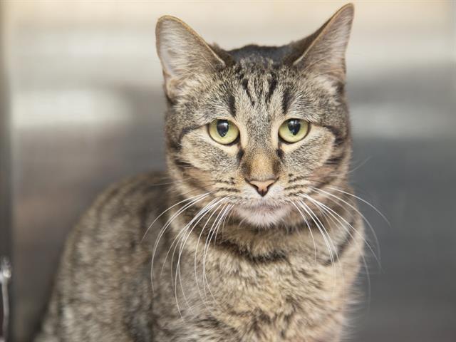 BOWTIE, Adoptable, Adult Female Domestic Short Hair.