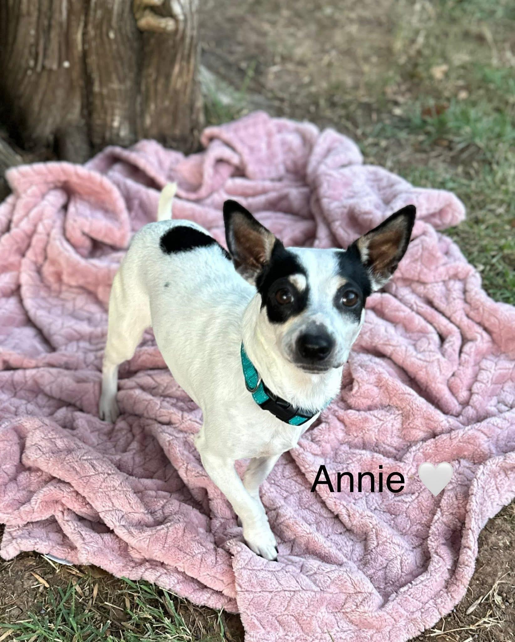 Anna, a Adoptable mixed breed in Rockwall, TX image 5/5