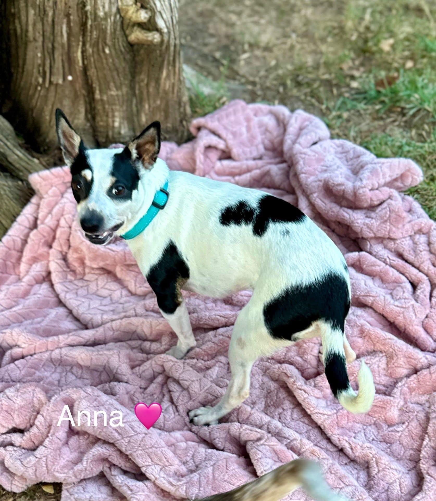 Anna, a Adoptable mixed breed in Rockwall, TX image 3/5
