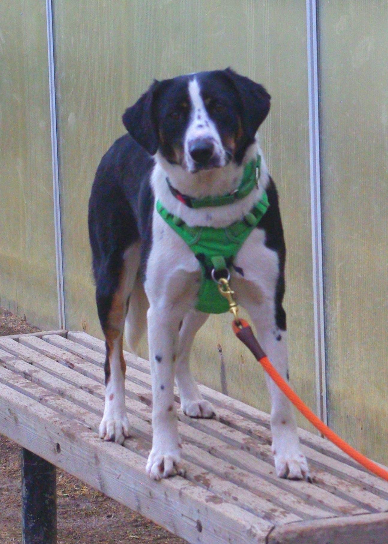 Selva, a Adopted mixed breed in Baker City, OR image 4/4