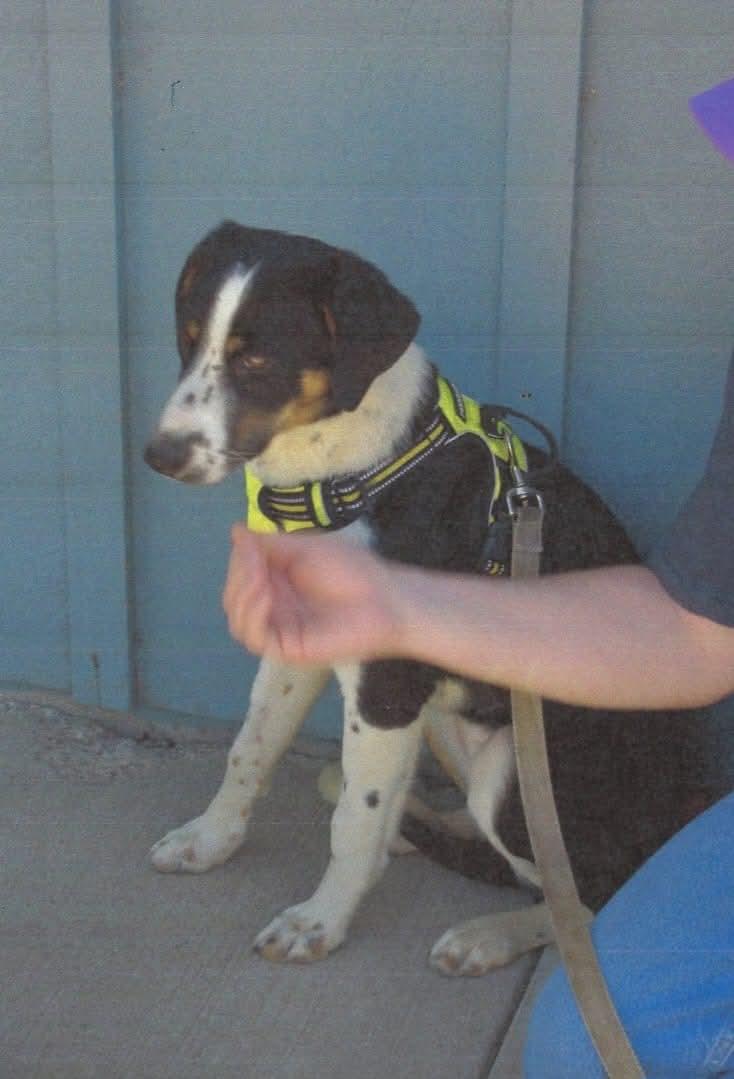 Selva, a Adopted mixed breed in Baker City, OR image 2/4