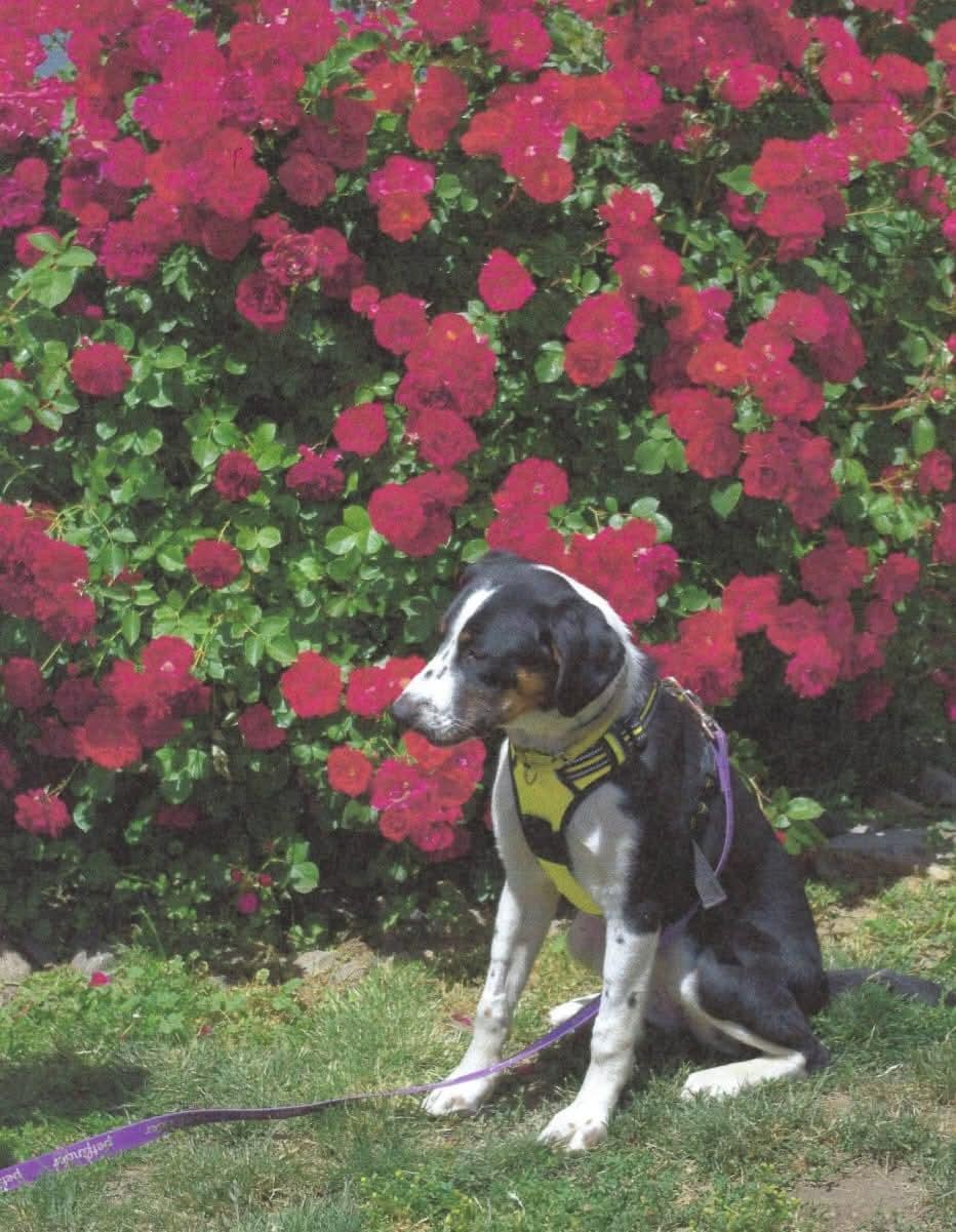 Selva, a Adopted mixed breed in Baker City, OR image 1/4