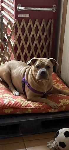 Ginger, Adoptable, Adult Female American Staffordshire Terrier & Shar-Pei.