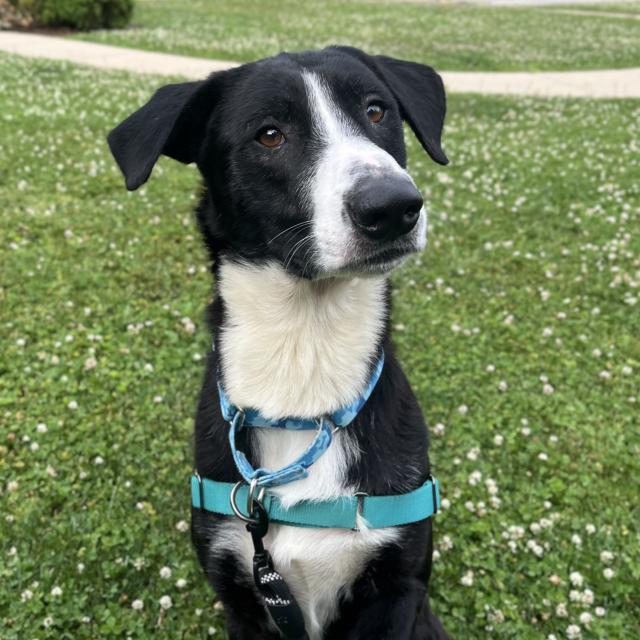Boone C21694, Adult Male Mixed Breed