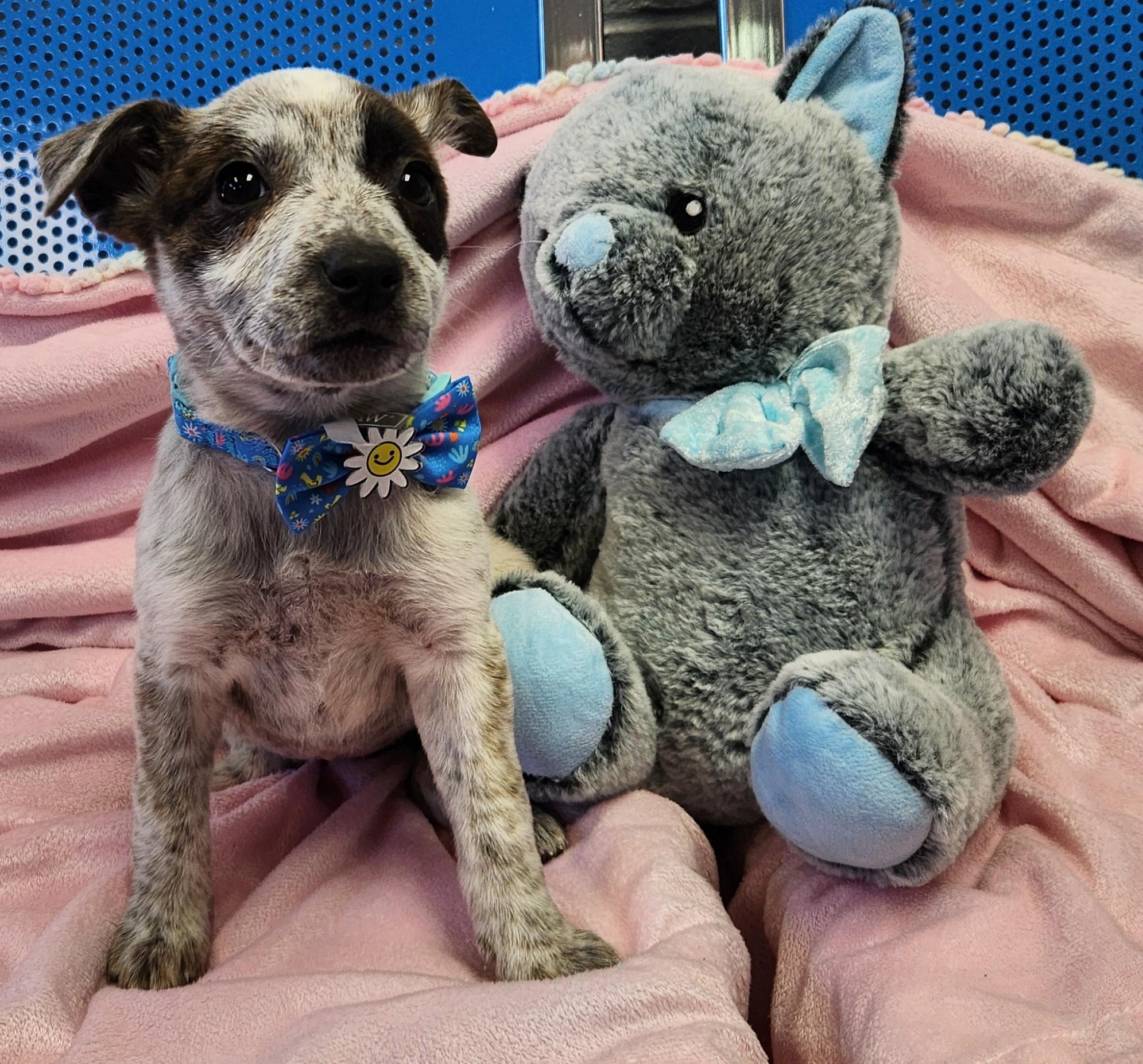 Tinsel, a ADOPTABLE mixed breed in Siloam Springs, AR image 2/4