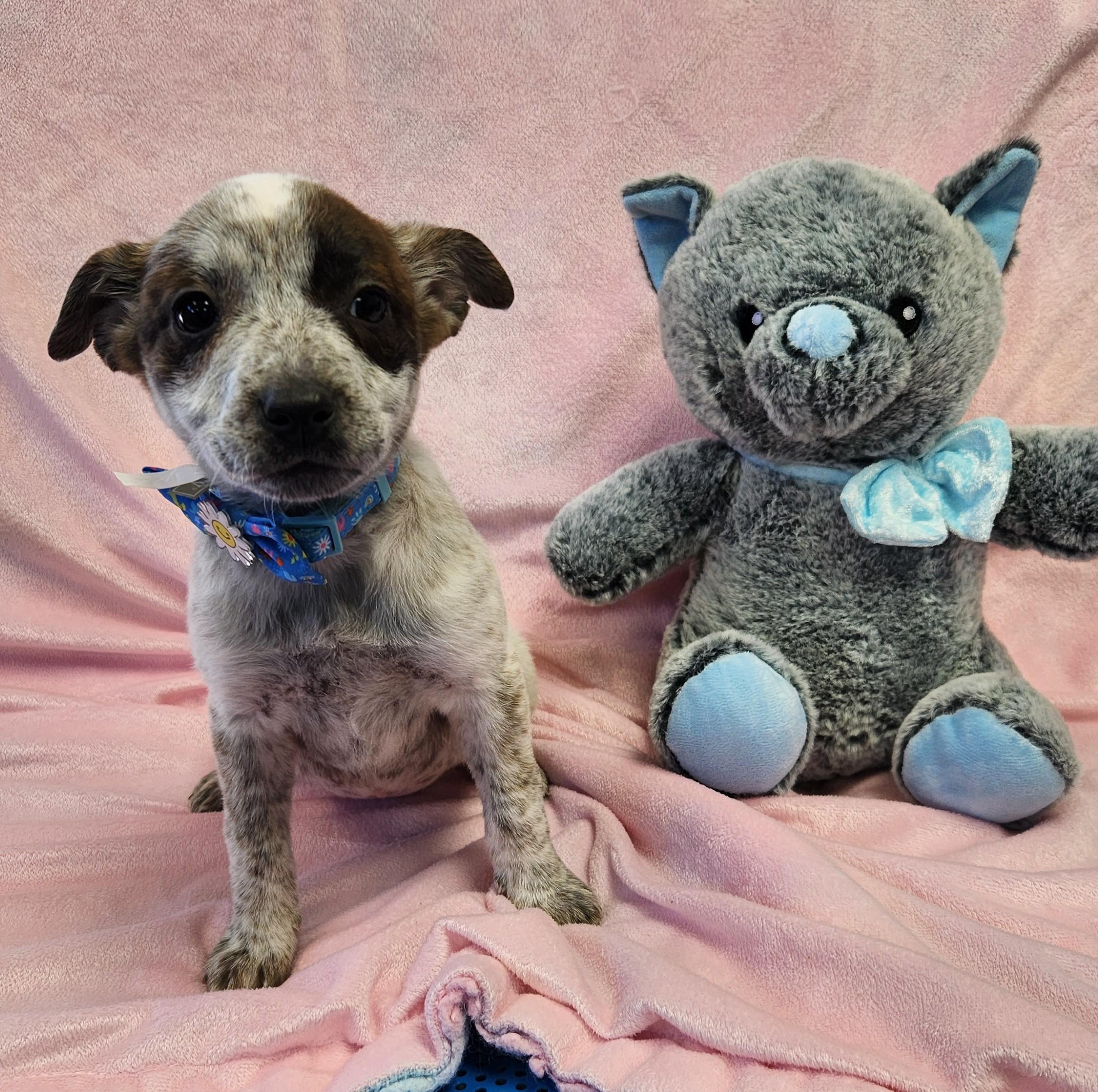 Tinsel, a ADOPTABLE mixed breed in Siloam Springs, AR image 1/4