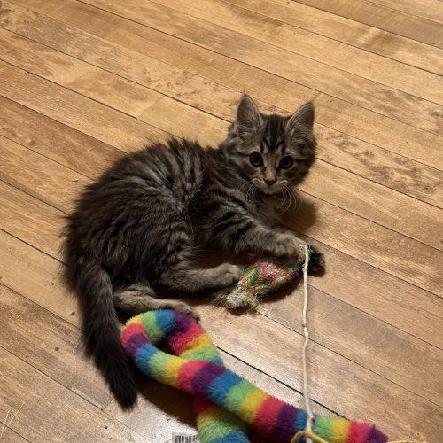 Grace, Adoptable, Kitten Female Domestic Short Hair.