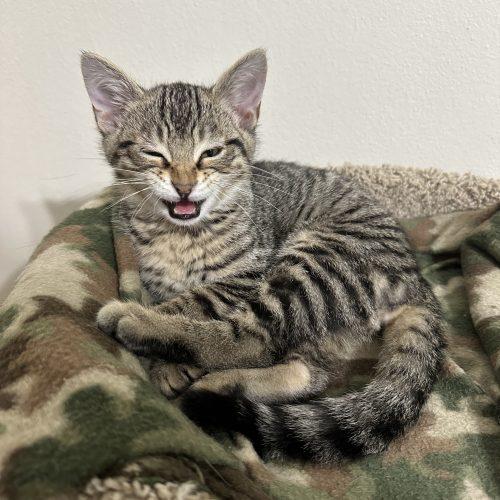 Grace, a Adoptable Domestic Short Hair in Kenosha, WI image 2/5