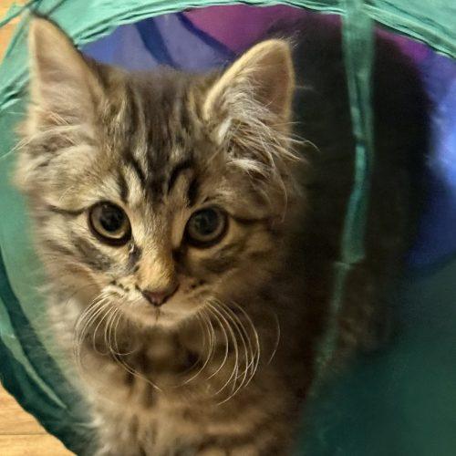 Grace, a Adoptable Domestic Short Hair in Kenosha, WI image 3/5