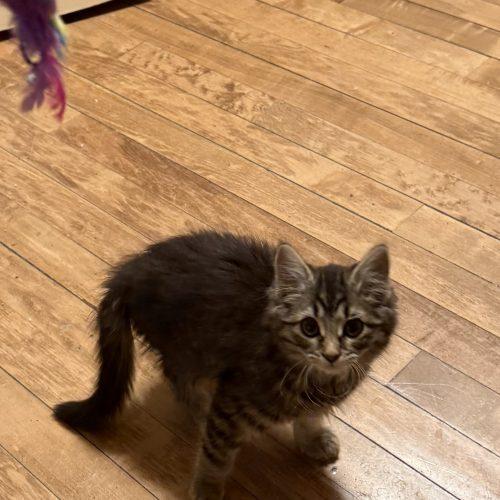 Grace, a Adoptable Domestic Short Hair in Kenosha, WI image 4/5