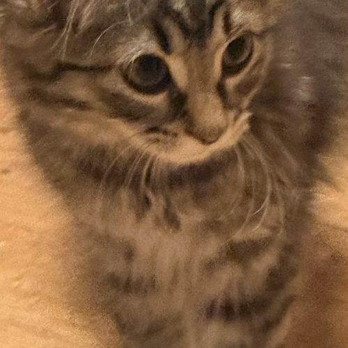 Grace, a Adoptable Domestic Short Hair in Kenosha, WI image 5/5