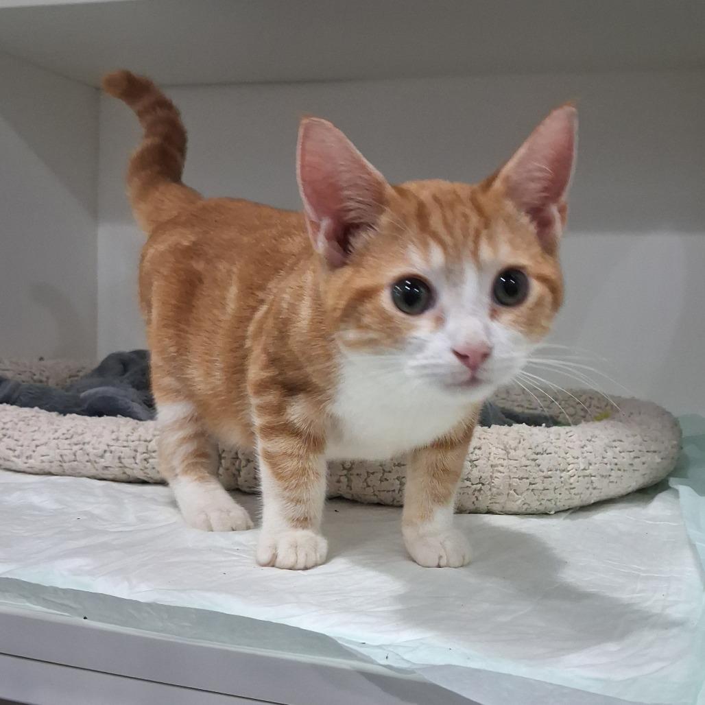 GPS, Adoptable, Kitten Male Domestic Short Hair.