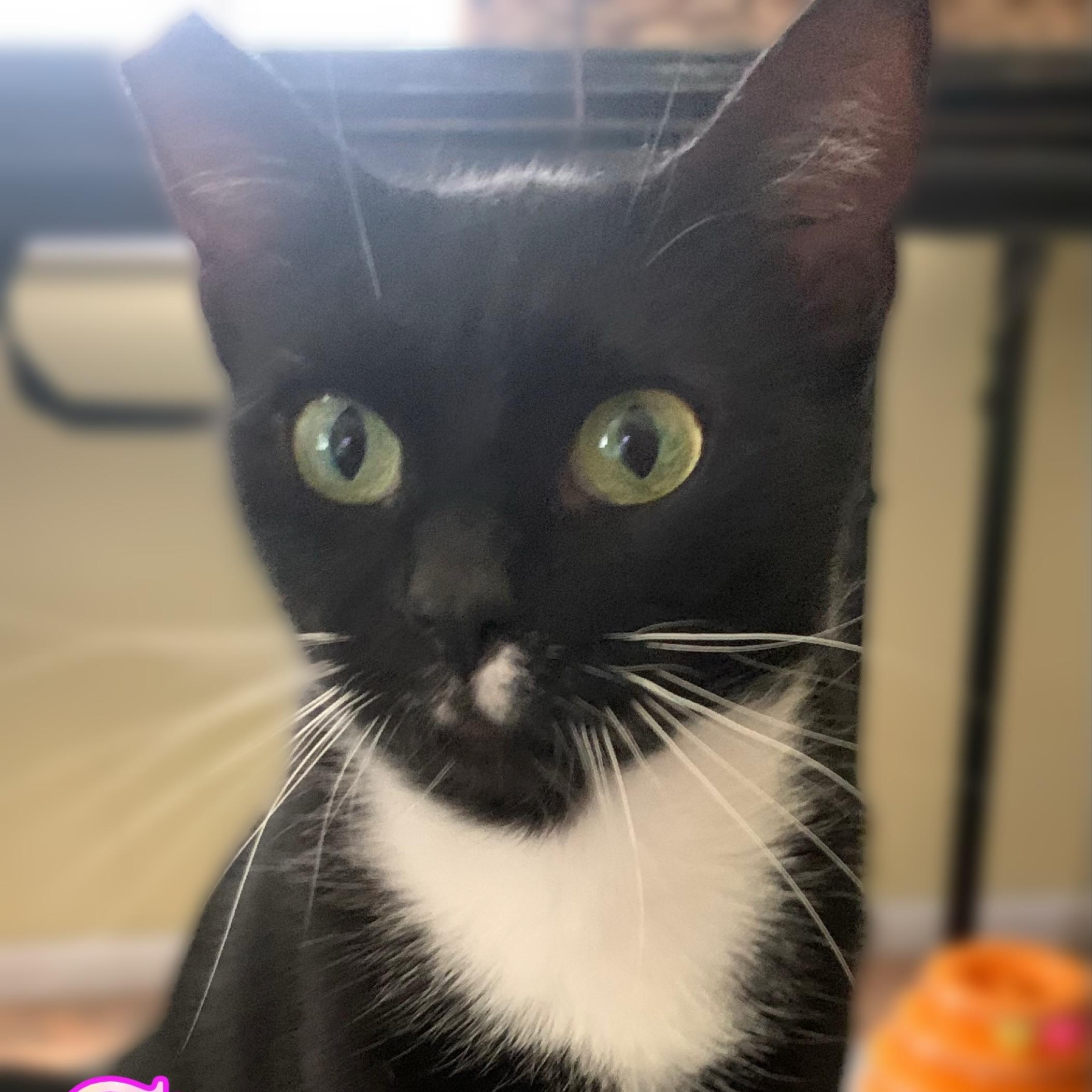 Sonata, Adoptable, Young Female Domestic Short Hair.