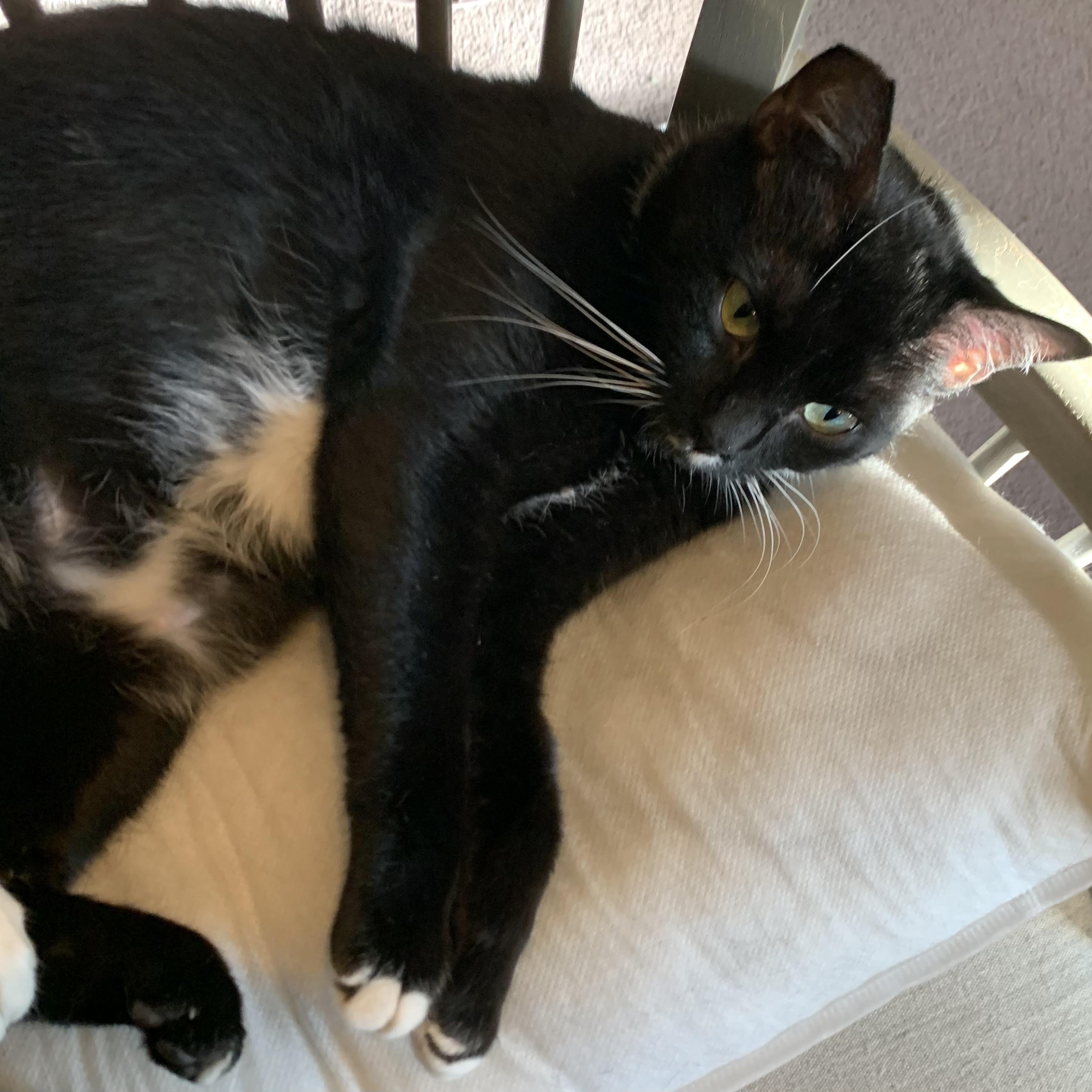 Sonata, a Adoptable mixed breed in Morganton, NC image 5/6