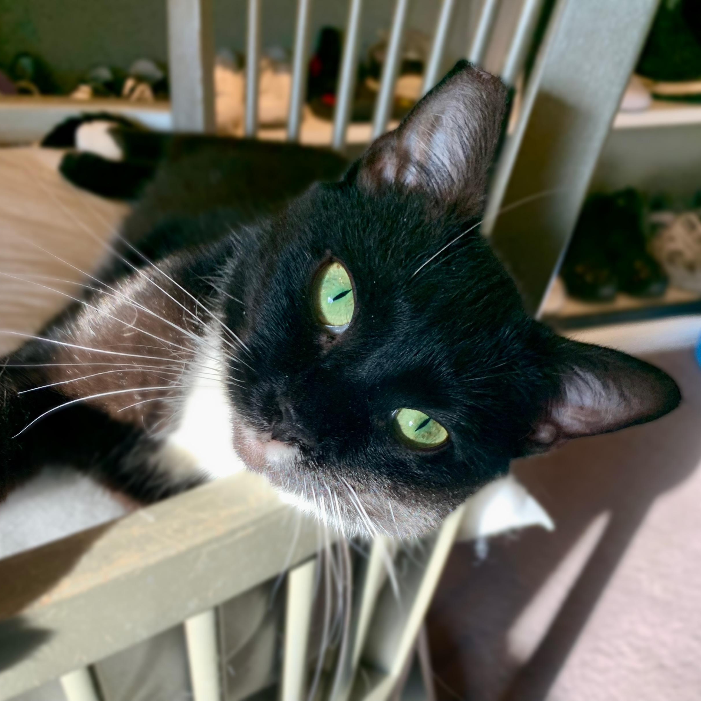 Sonata, a Adoptable mixed breed in Morganton, NC image 2/6