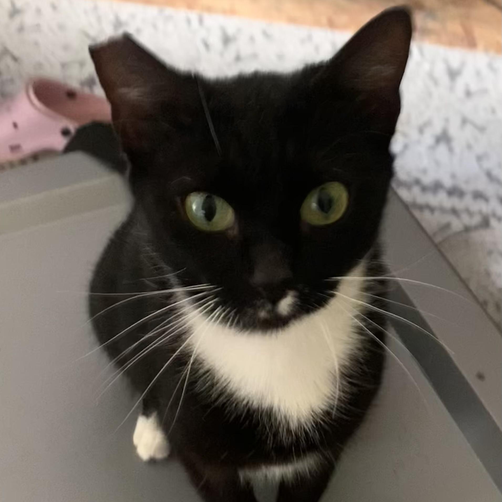 Sonata, a Adoptable mixed breed in Morganton, NC image 3/6