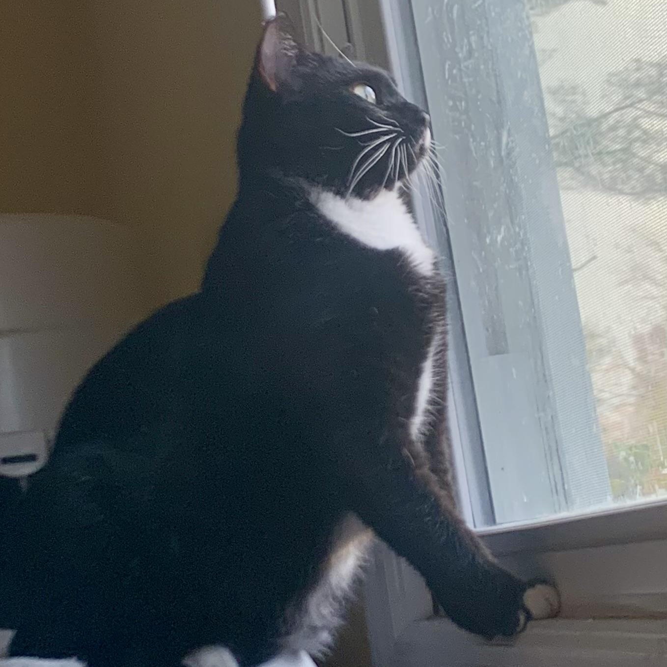 Sonata, a Adoptable mixed breed in Morganton, NC image 6/6