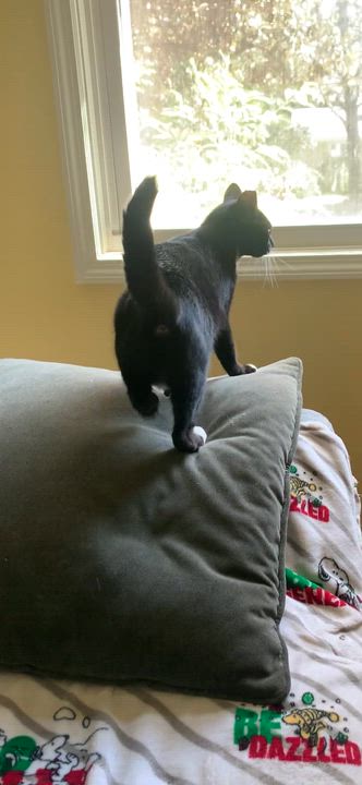 Enlarge Sonata, a Adoptable mixed breed in Morganton, NC video 4/6