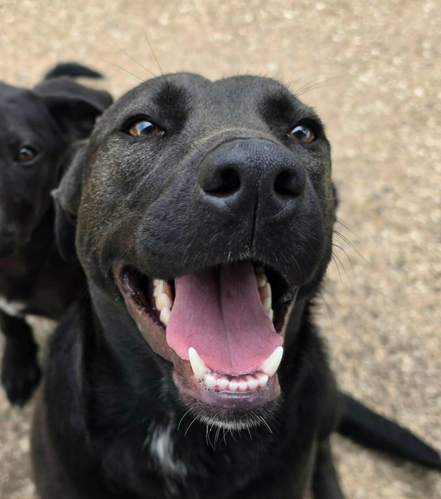Tanzee, a ADOPTABLE mixed breed in Salem, NH image 2/5