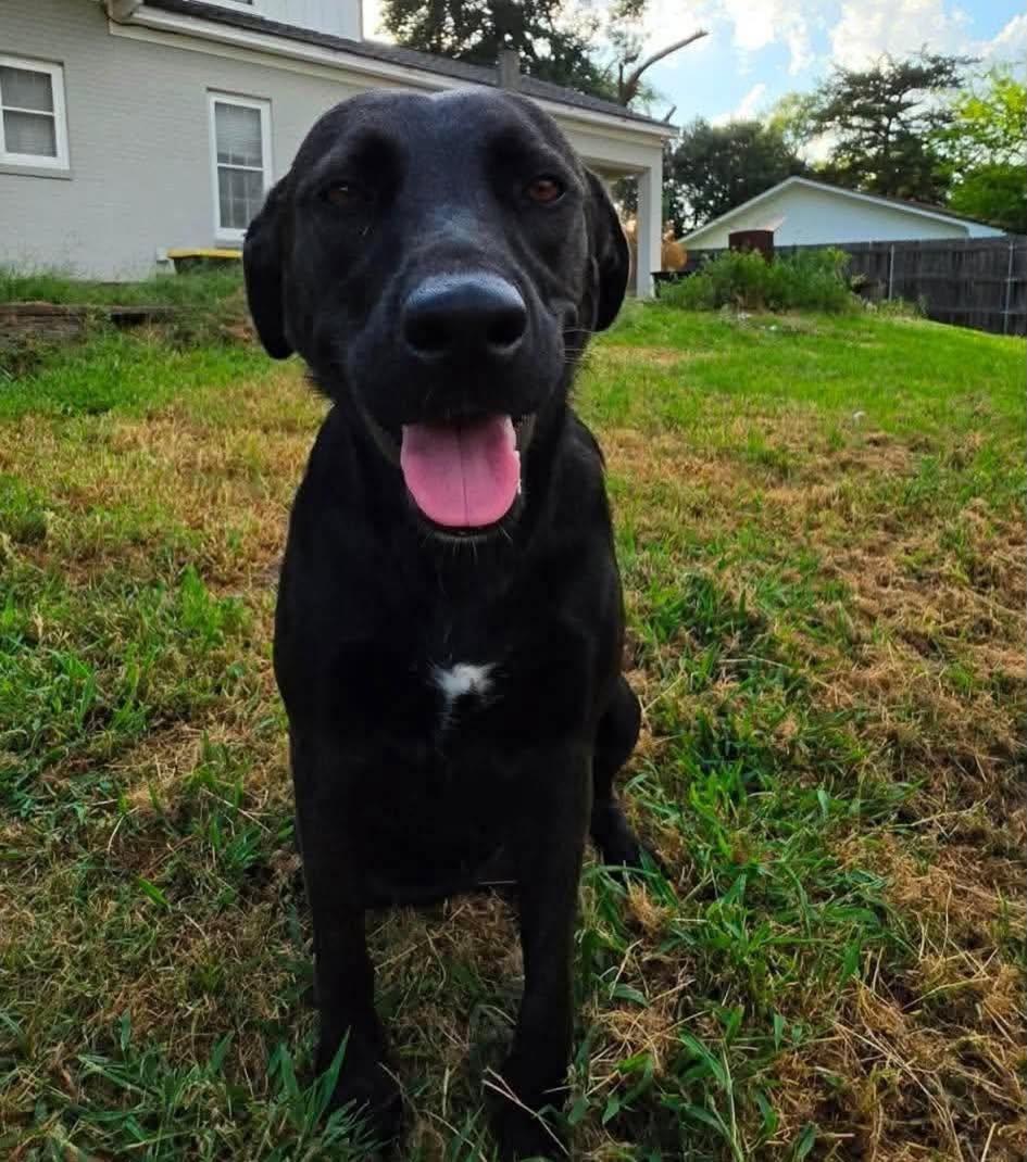 Tanzee, a ADOPTABLE mixed breed in Salem, NH image 3/5