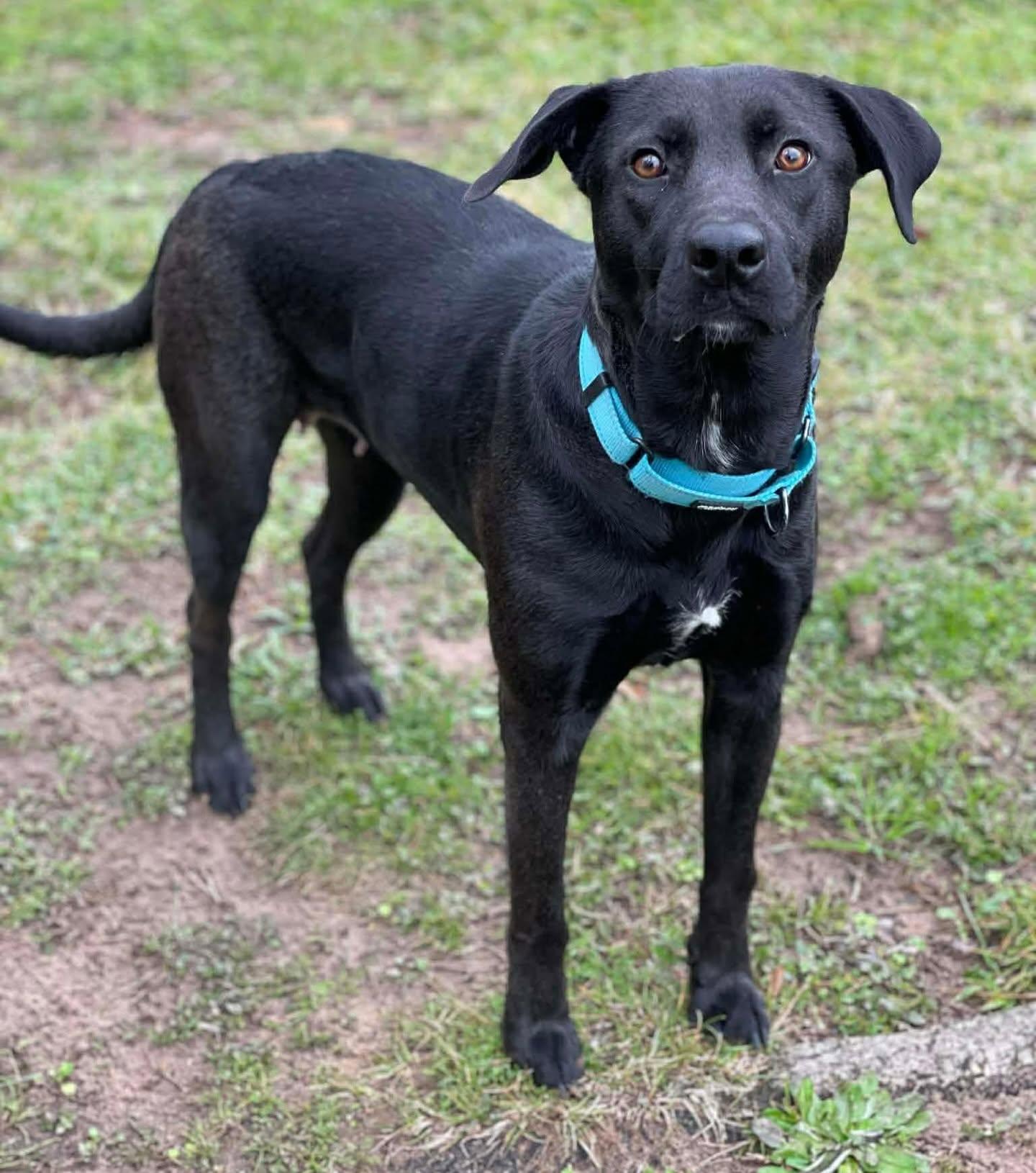Tanzee, a ADOPTABLE mixed breed in Salem, NH image 5/5
