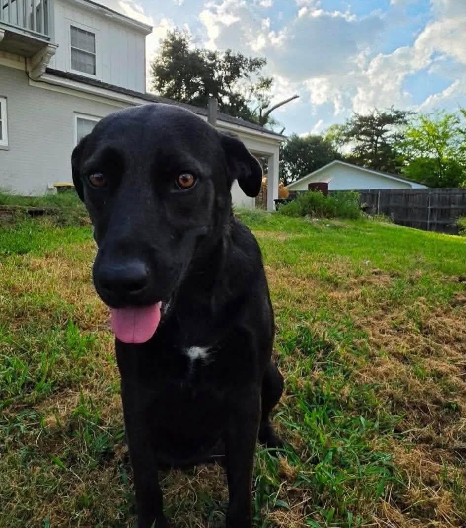 Tanzee, a ADOPTABLE mixed breed in Salem, NH image 1/5